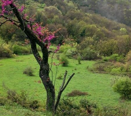 εικόνα_Viber_2025-03-29_21-39-01-366