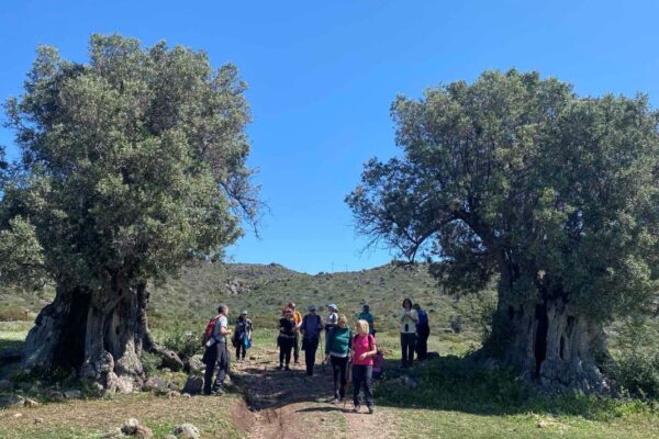 εικόνα_Viber_2025-04-06_19-51-47-169