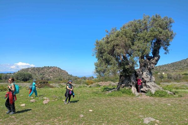 εικόνα_Viber_2025-04-07_08-39-55-248