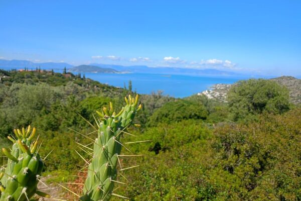 εικόνα_Viber_2025-04-07_08-39-56-069