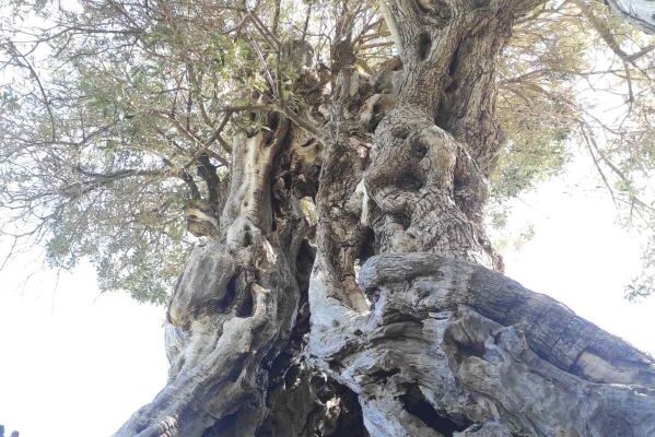 εικόνα_Viber_2025-04-07_12-24-06-123