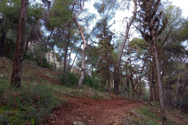 DAFNI EN FYSEI 1
