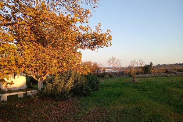 EN FYSEI SGRIA XORTA 10