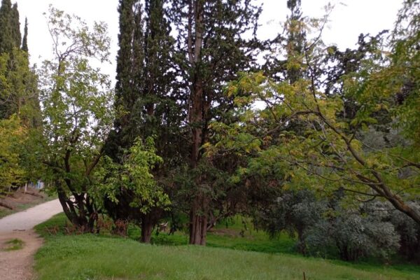 ΕΝ ΦΥΣΕΙ ΚΤΗΜΑ ΣΥΓΓΡΟΥ 11