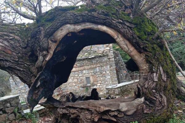 ΕΝ ΦΥΣΕΙ ΠΕΖΟΠΟΡΙΑ ΜΟΛΑ ΛΟΙΜΙΚΟ 2